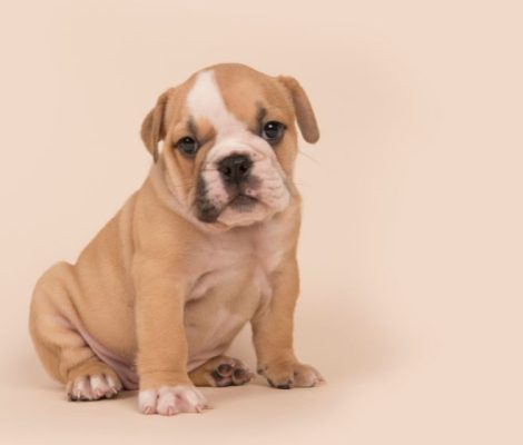 englishbulldogpuppiescontent7